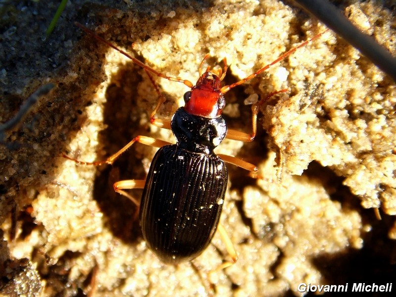 Carabidae del Parco del Ticino